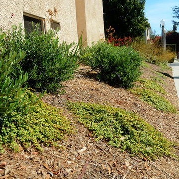 drought tolerant conversion with color