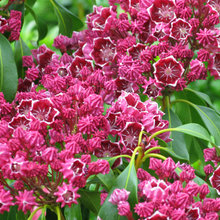 Evergreen Shrubs