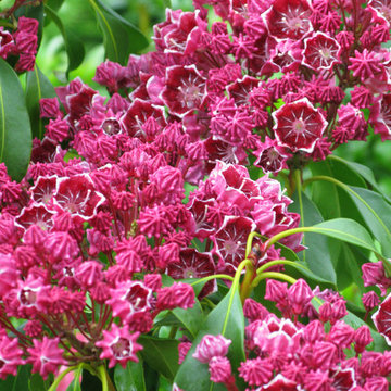 Plant Ideas & Colorful Combinations