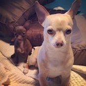 Foto von Sydney Leroux