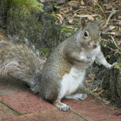 Grey Squirrels foto