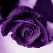 Rosa Souza Neves's photo