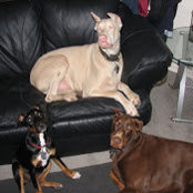 Dianne Jasso's photo