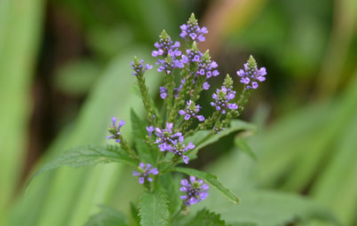 Great Design Plant: Blue Vervain for Beauty and Bees