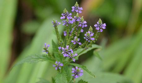 Great Design Plant: Blue Vervain for Beauty and Bees