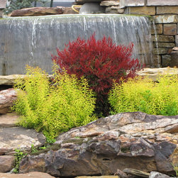 All-A-Glow&trade; Nandina (red) and Gold Thread&trade; Spiraea - Products