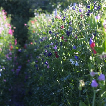 Garden Scenes