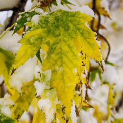 Golden Maple In The Snow Colorado Fine Art - Artwork