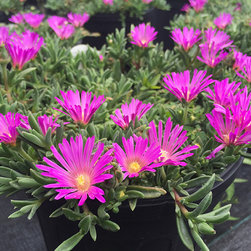 Current Featured Plants - Products