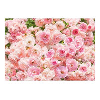 Rosa Wall Mural