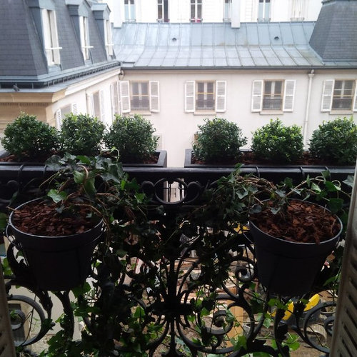 Paris invalides jardinières balcon art topiaire ilex windowbaskets ... Décor Balcon Parisien