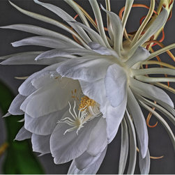 Night Bloom - Fine Art Prints