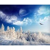 Tammy Williams's photo