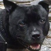 Janice Atkinson's photo