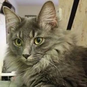 George Neiderman's photo
