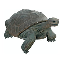 Tortoise