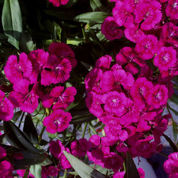Current Featured Plants - Products