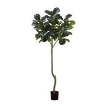 fiddle fig tree