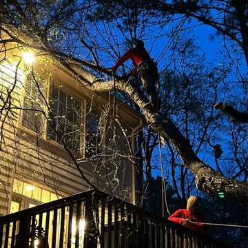 CR Tree Experts