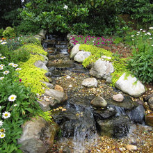 Francis pond