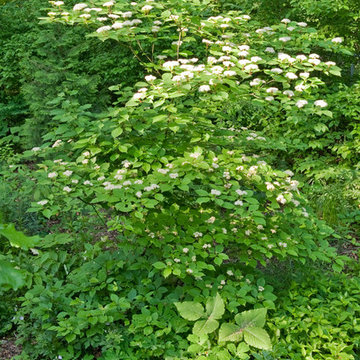 Alternateleaf Dogwood