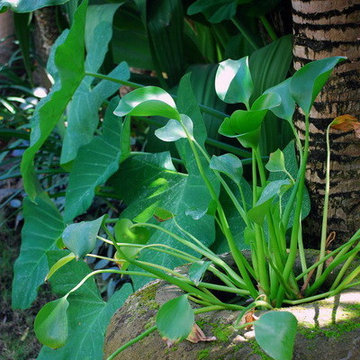 Batavia Villa Seminyak, Bali