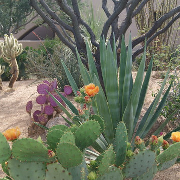 Southwestern style xDesert Landscapes
