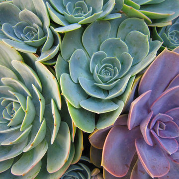 Pasadena garden