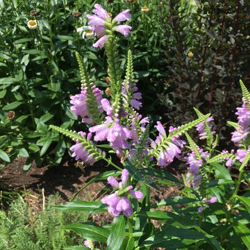 Pink Manners physotegia in native pollinator garden design