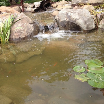 Pond Renovation