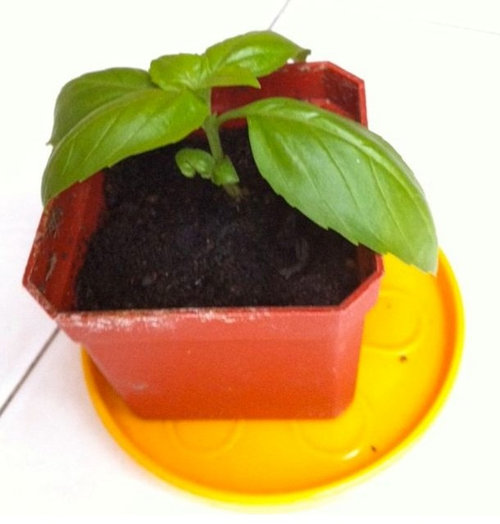 Young basil not growing