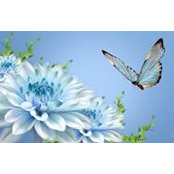 G Z's photo