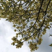 Jean Cibula's photo