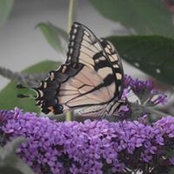 Geraldine Harris's photo