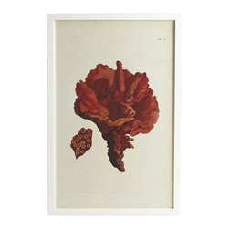 Red Coral Print - Carnation - Artwork