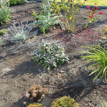 Edible Front Yard