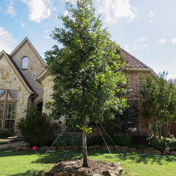 Red Oak Tree