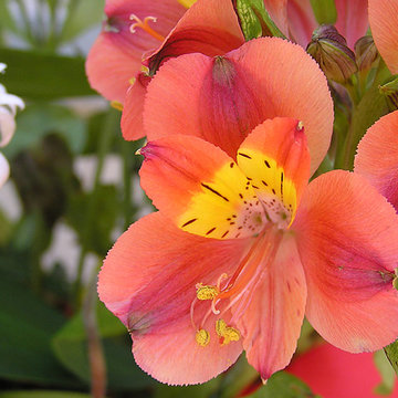 Alstroemeria Querré