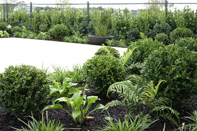 Design ideas for a contemporary garden in Auckland.