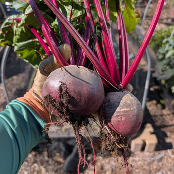 Backyard Production Garden, San Francisco