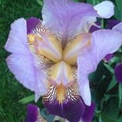 Kristine Stoklosa-Bshara's photo