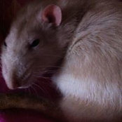 Andrea Pitman's photo