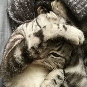 Foto von Maximus Tucip