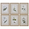 Uttermost Green Floral Botanical Study Prints Set Of 6 33651