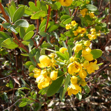 Southwestern Plants
