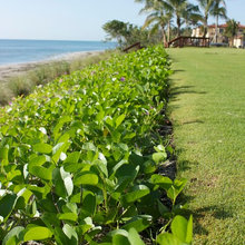 Gulf Shores Landscaping
