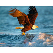 Erick Allen's photo