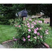 Susan Nash's photo