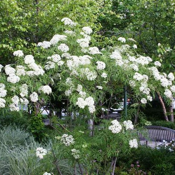 Sambucus canadensis 'Laciniata'