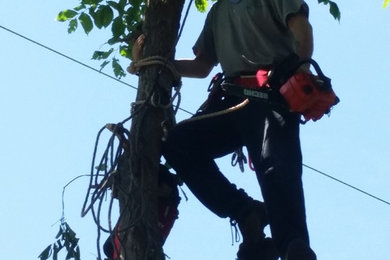 tree trimming and tree removal